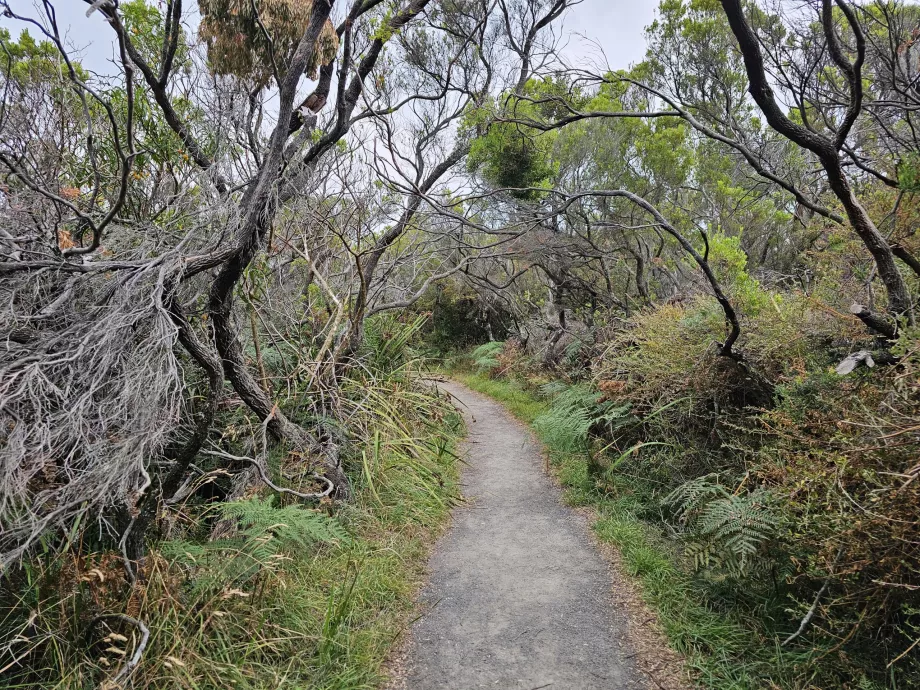 Büyük Okyanus Yürüyüşü