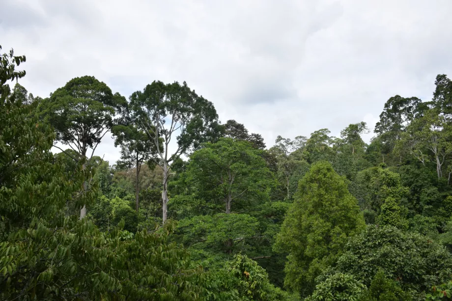 Danum Valley ormanı, Sabah, Borneo