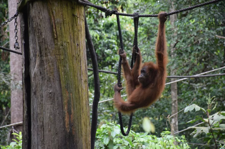Borneo, Sabah, Sepiloku'daki Organgtan Rehabilitasyon Merkezi
