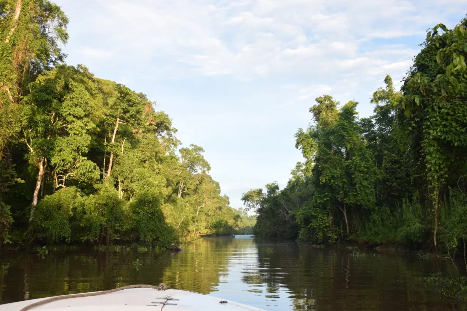 Kinabatangan Nehri'nde nehir safarisi, Sabah, Borneo