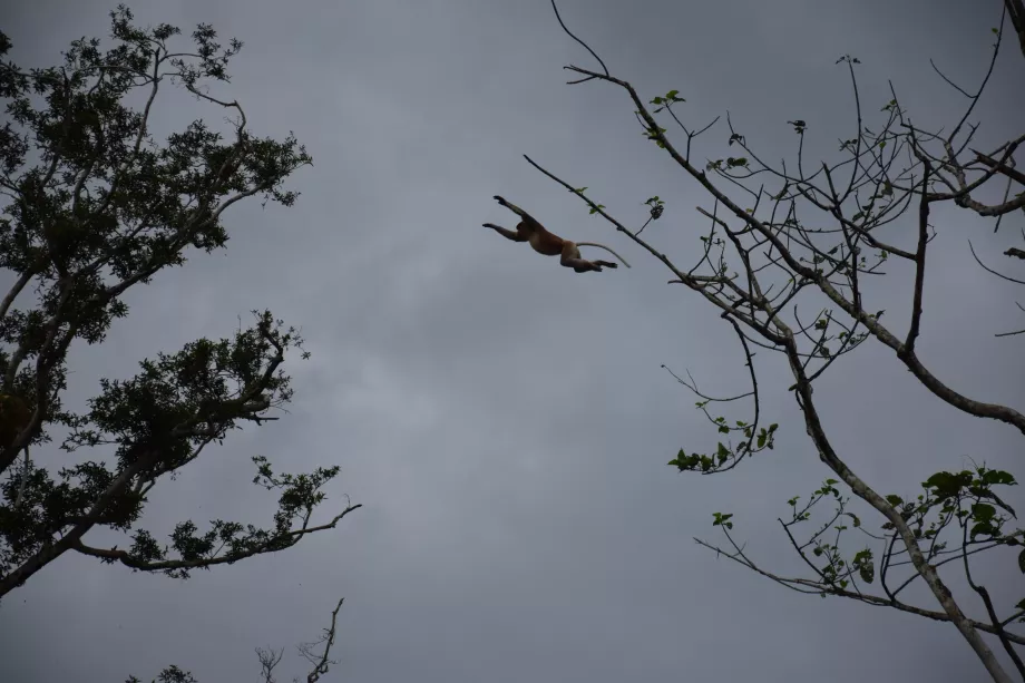 Kinabatangan Nehri, Sabah, Borneo