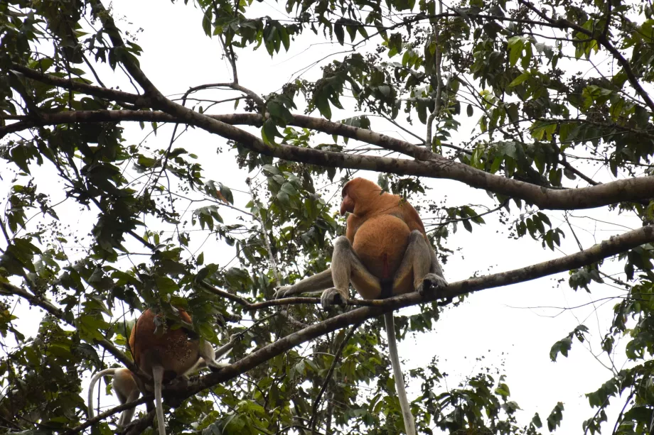 Klias Sulak Alanları, Sabah, Borneo