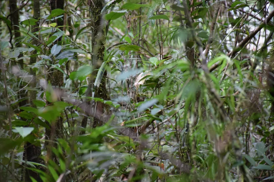 Maliau Nehri Havzası, Sabah, Borneo