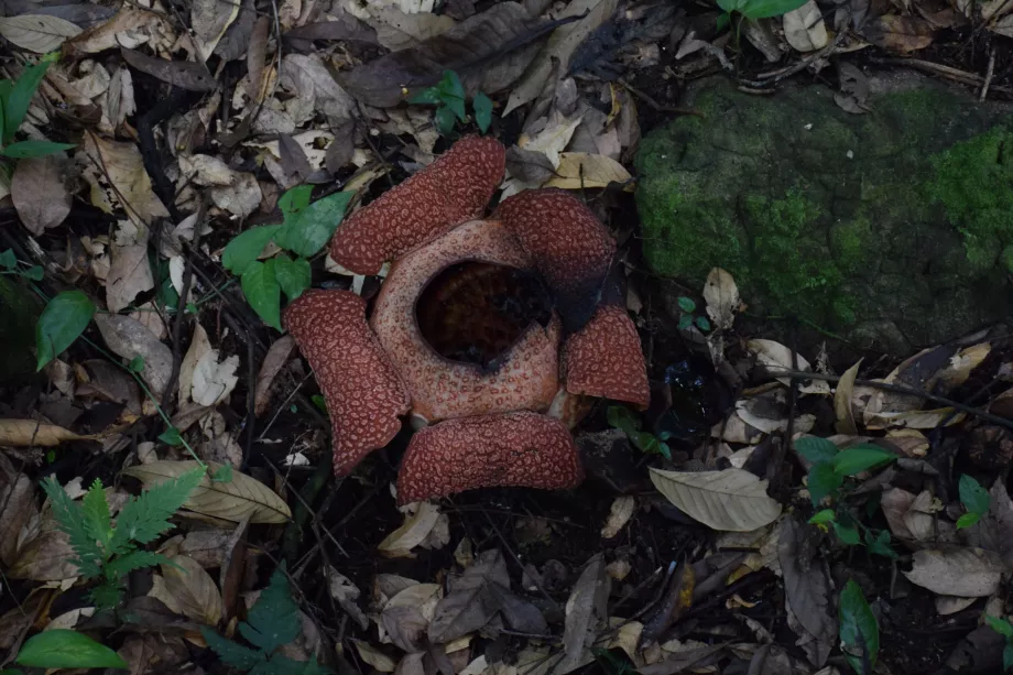 Borneo'daki Raflezia