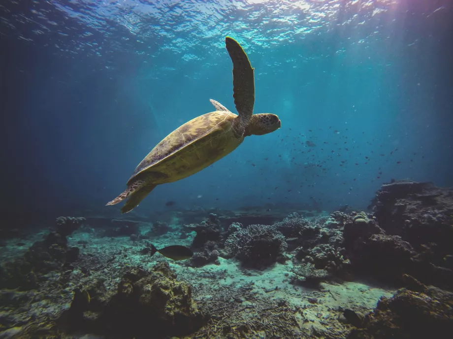 Turtle Adası, Sabah, Borneo