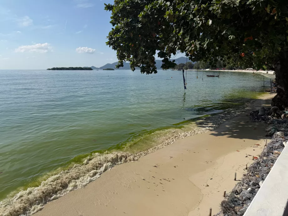 Otel plajı yosun dolu