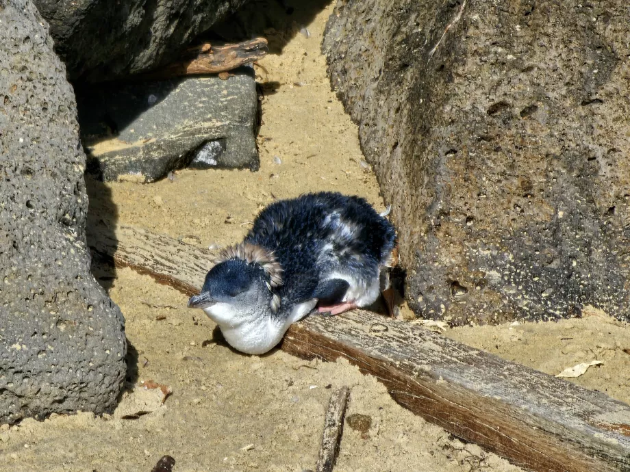 Avustralyalı Küçük Penguen