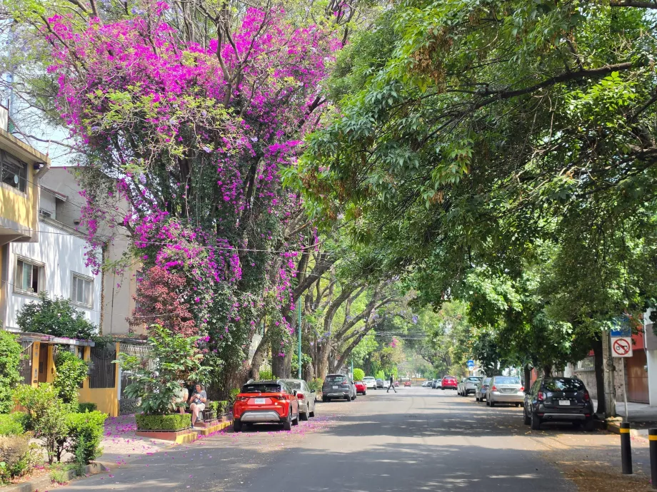 Coyoacán Bölgesi