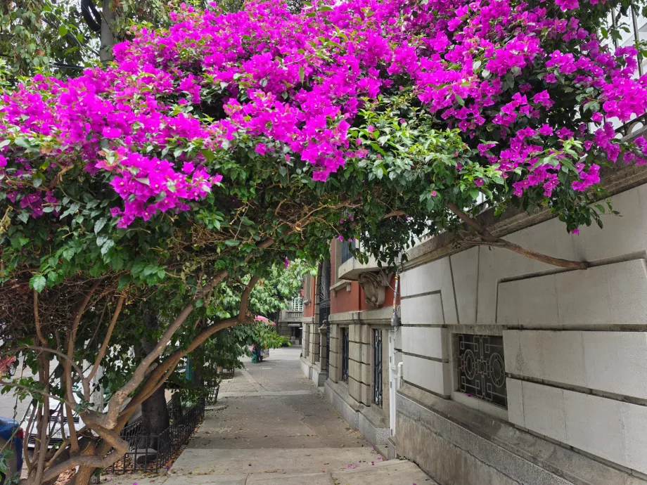 Roma Norte sokakları