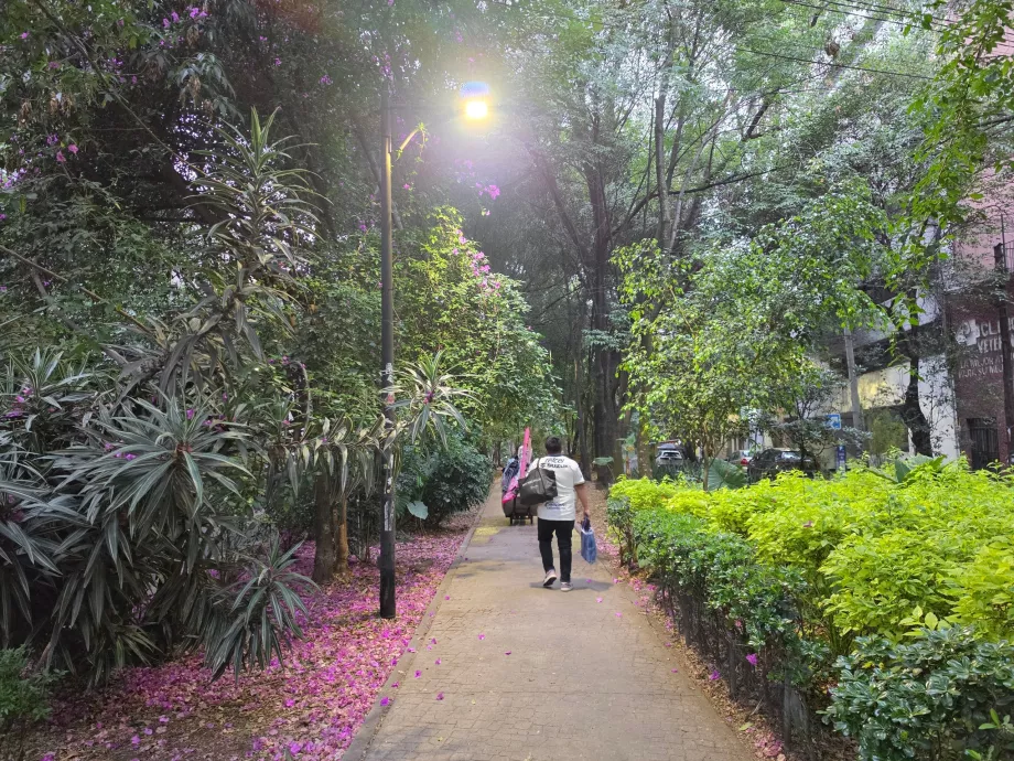 Condesa'nın mahallesi