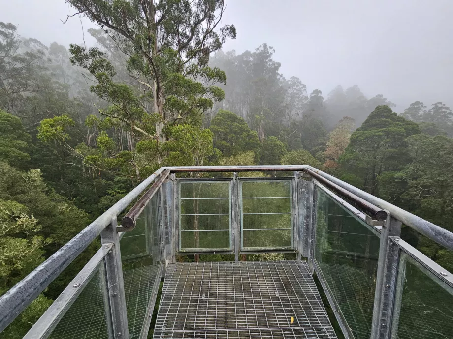 Otway Fly Treetop