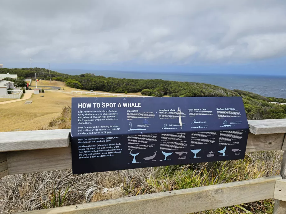 Balinalar hakkında bilgi