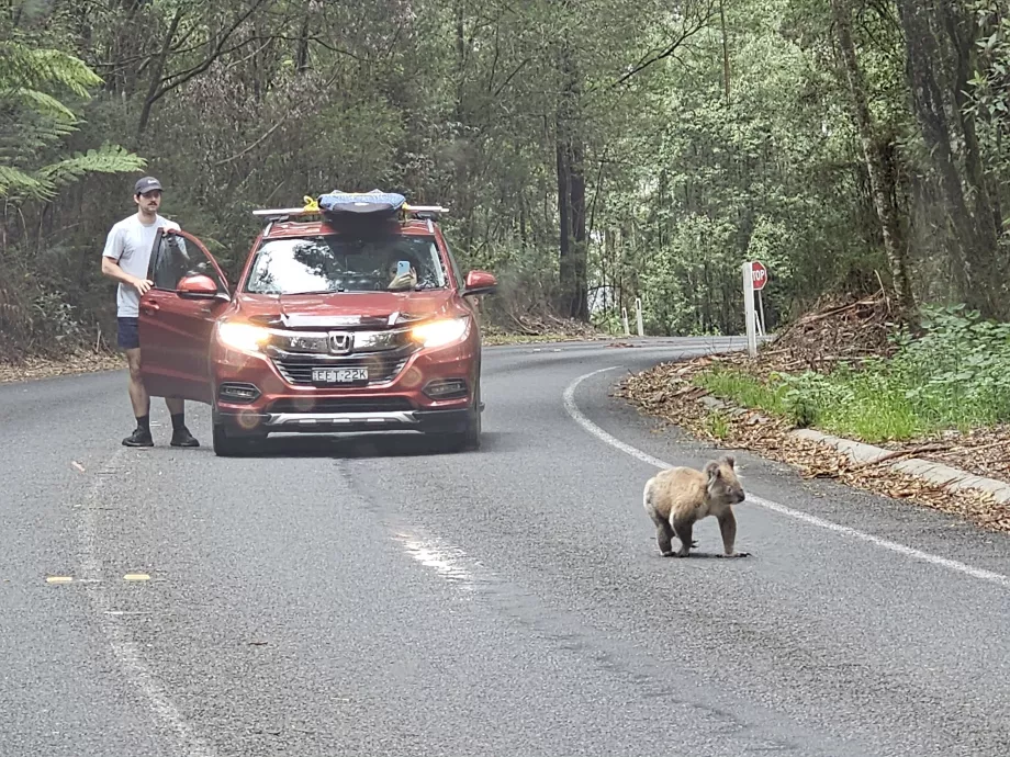 Oyuncak ayı koala yolda