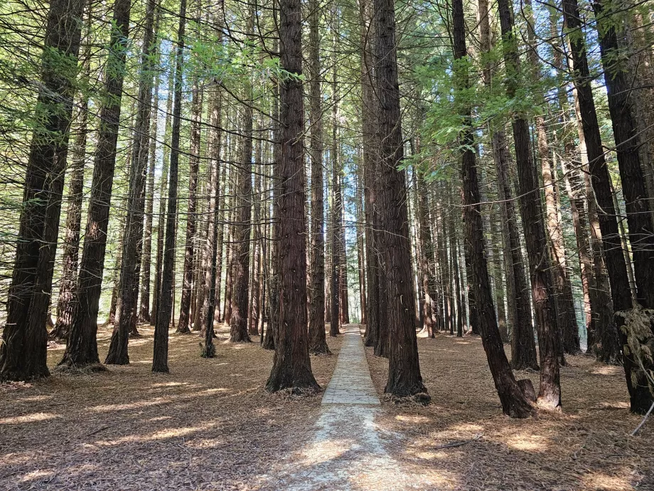 Kızılağaçların içinden Stevenson Şelalelerine giden yol