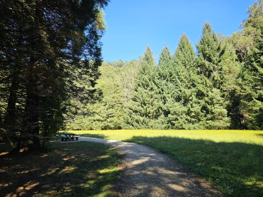 Stevenson Şelaleleri