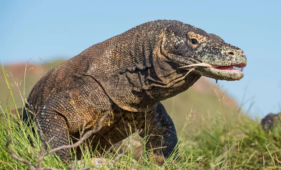 Komodo'lu Varan