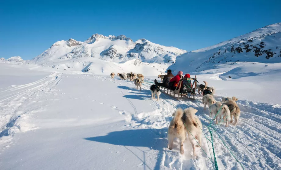 Grönland köpek kızağı