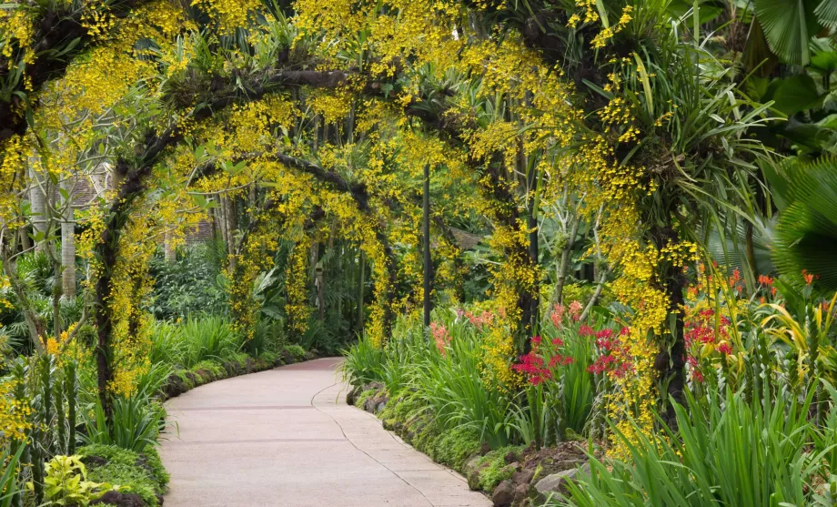 Singapur Botanik Bahçesi