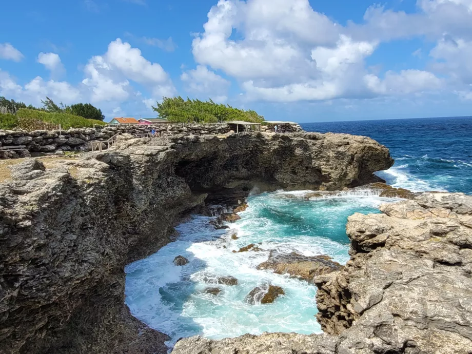 Hayvan Çiçek Mağarası