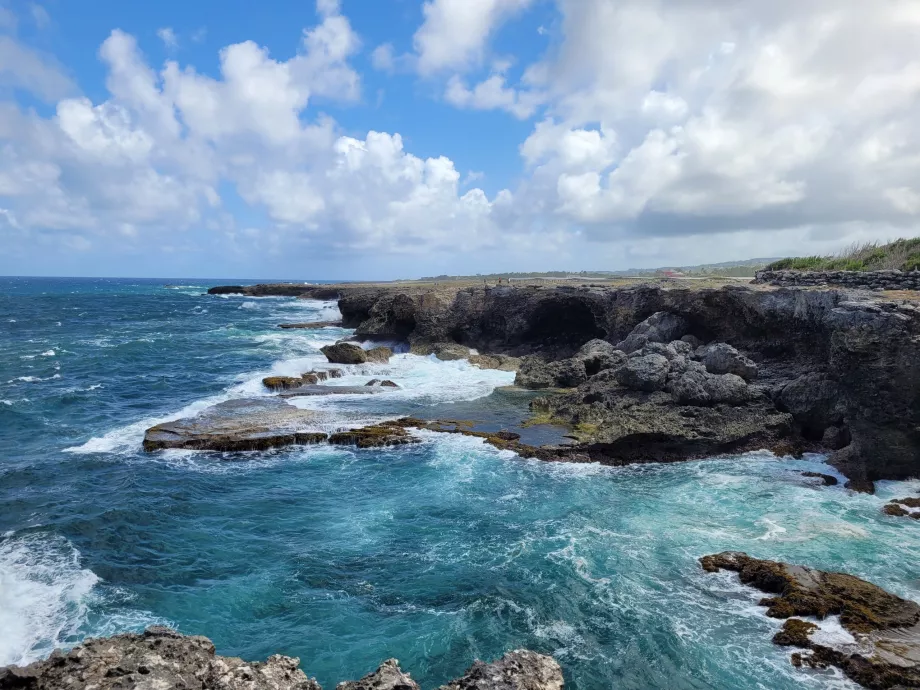 Hayvan Çiçek Mağarası