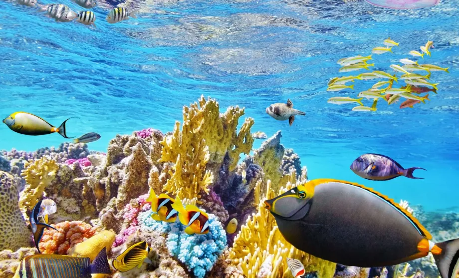Büyük Barreir Resifi'nde Şnorkelle Dalma