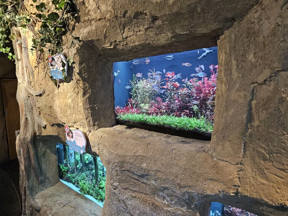 Aquaria
