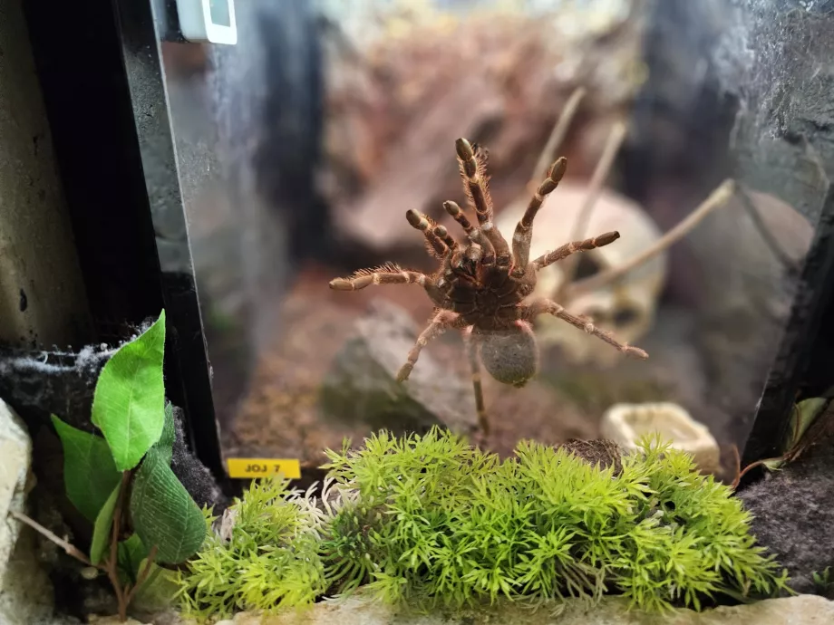 Aquaria