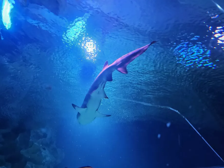 Aquaria'deki Köpekbalığı
