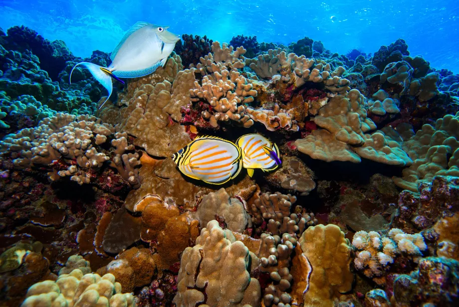 Molokini'nin sualtı dünyası