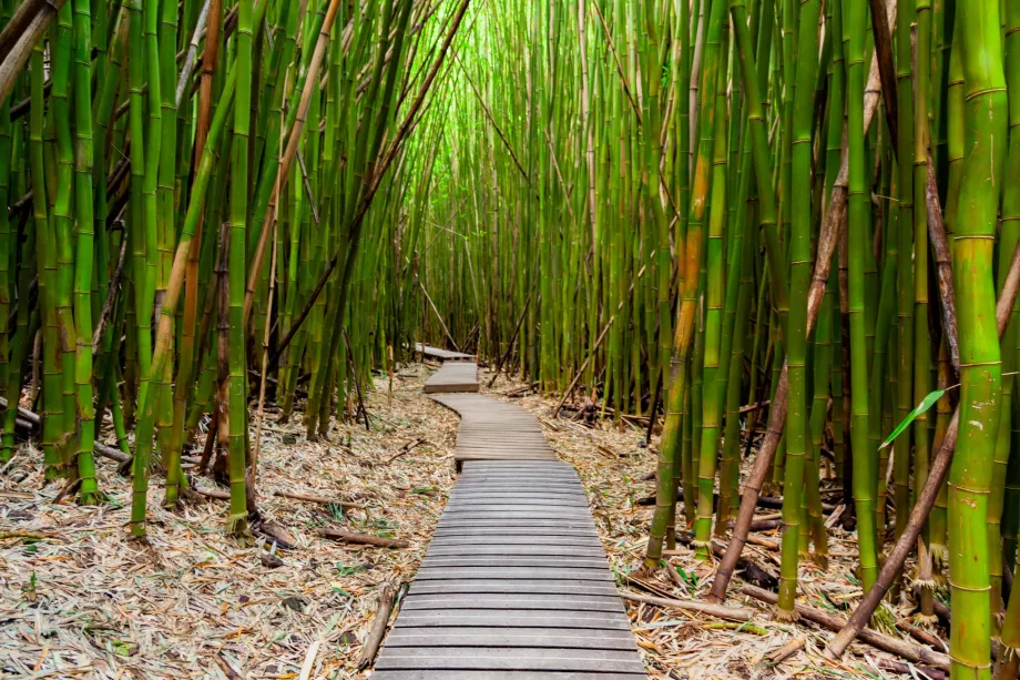 Bambu Ormanı