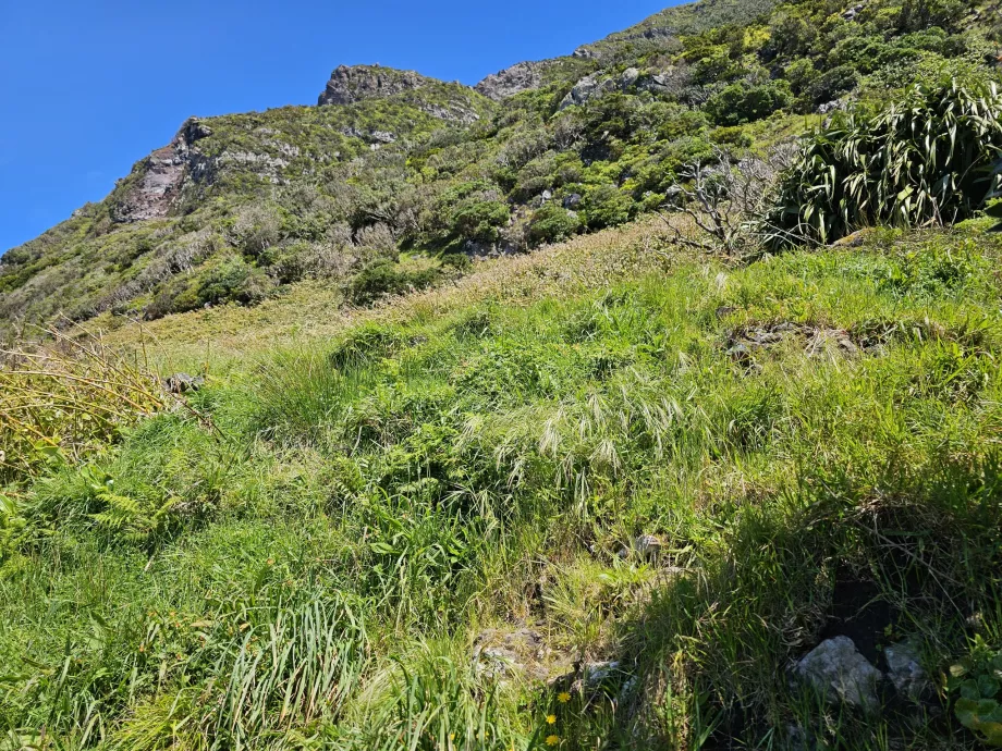 PR1FLO - dik yokuş yukarı yol