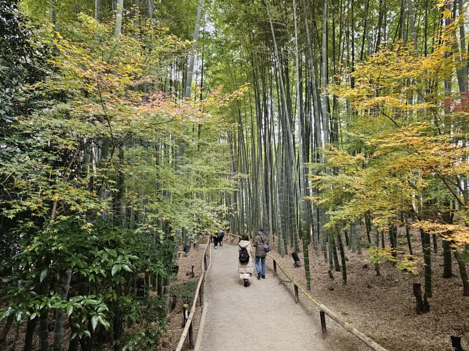 Kodai-ji Tapınağı, bambu ormanı