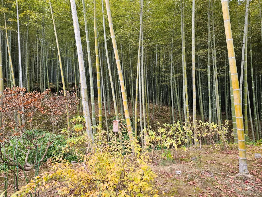 Arashiyama Bambu Ormanı