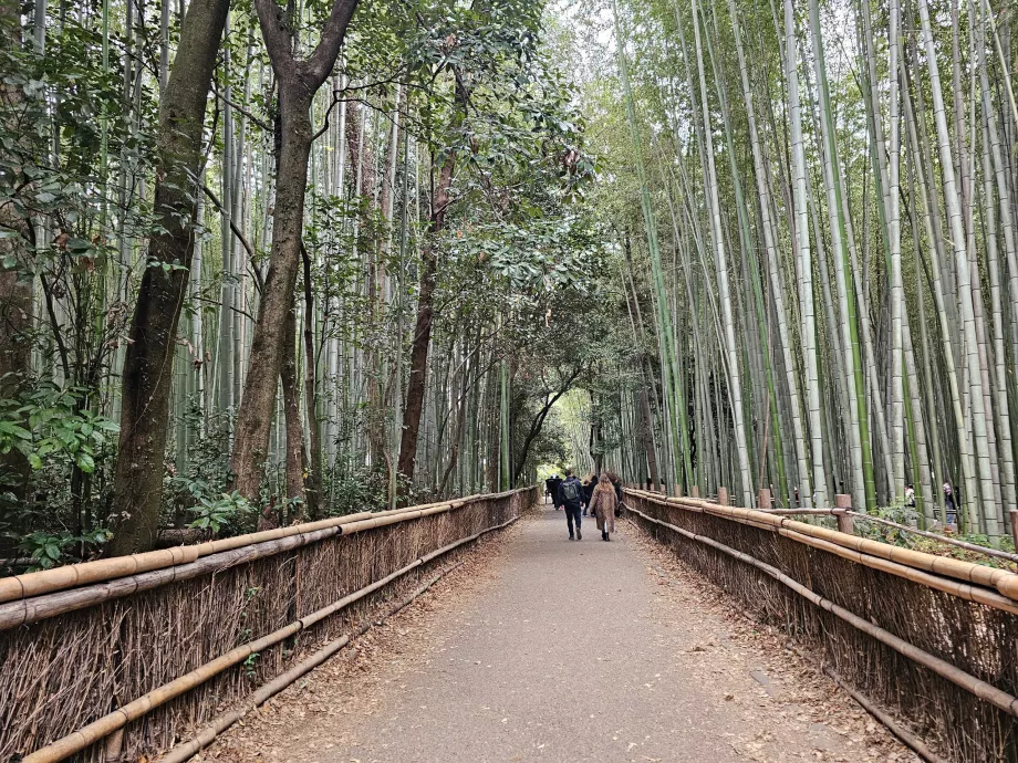 Arashiyama Bambu Ormanı