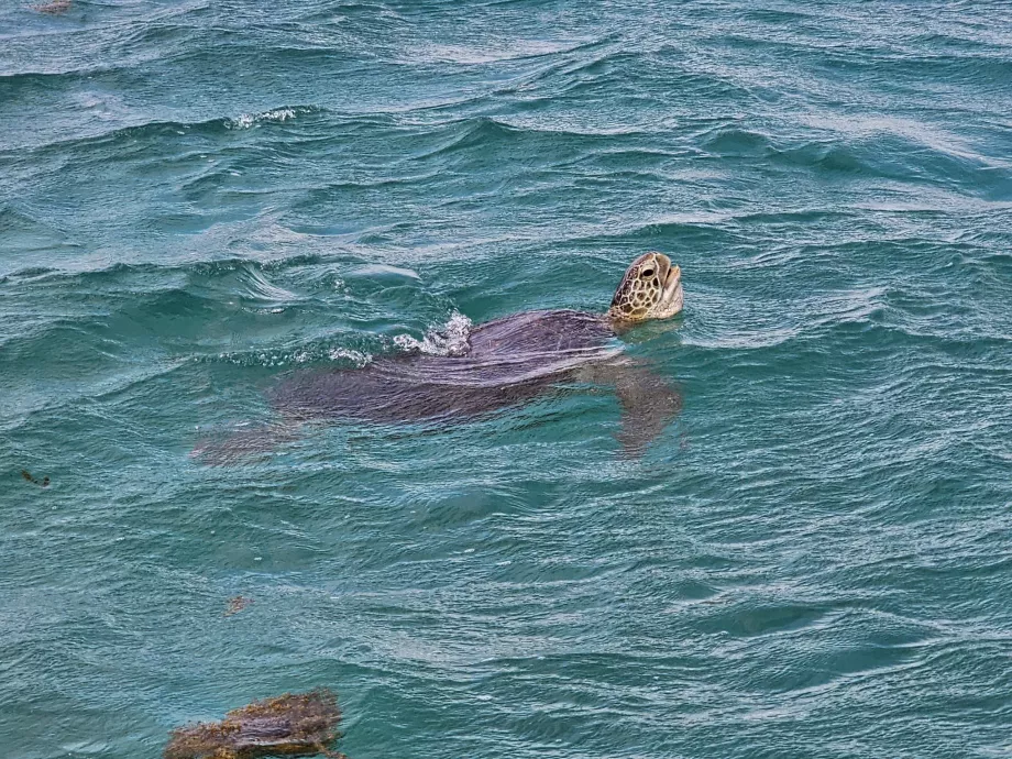 Seyir sırasında kaplumbağa