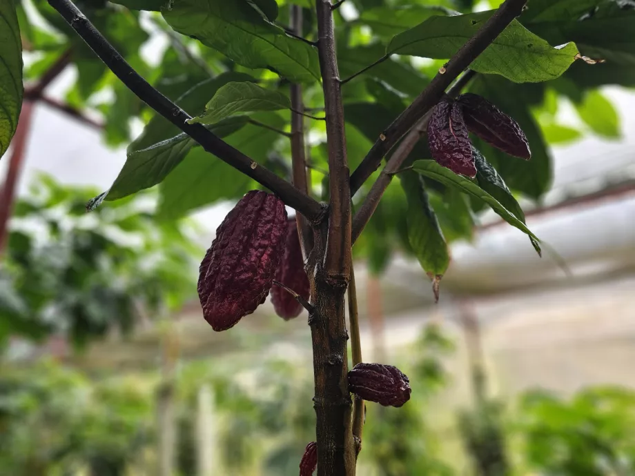 Kakao, Plantasyon Vanilya