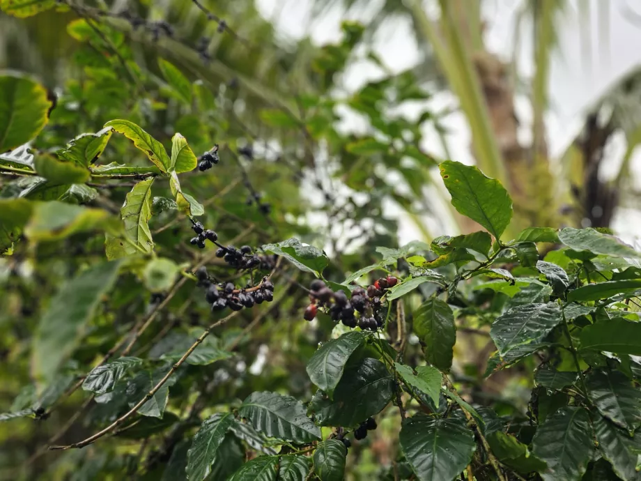 Plantasyon Vanilya Kahve