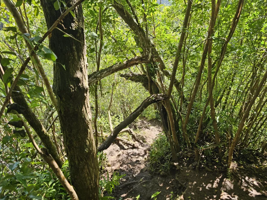 7 Cascades'e giden patika