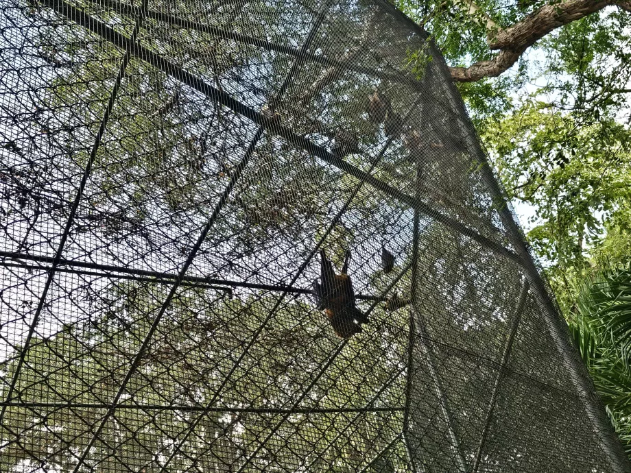 Casela Hayvanat Bahçesi'nde Yarasalar