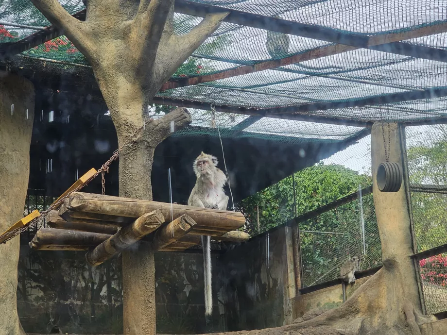 Casela Hayvanat Bahçesi'ndeki Maymunlar
