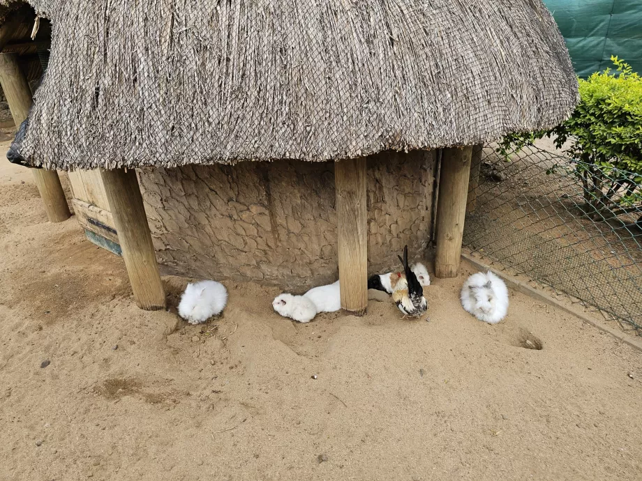 Casela Hayvanat Bahçesi'ndeki tavşanlar