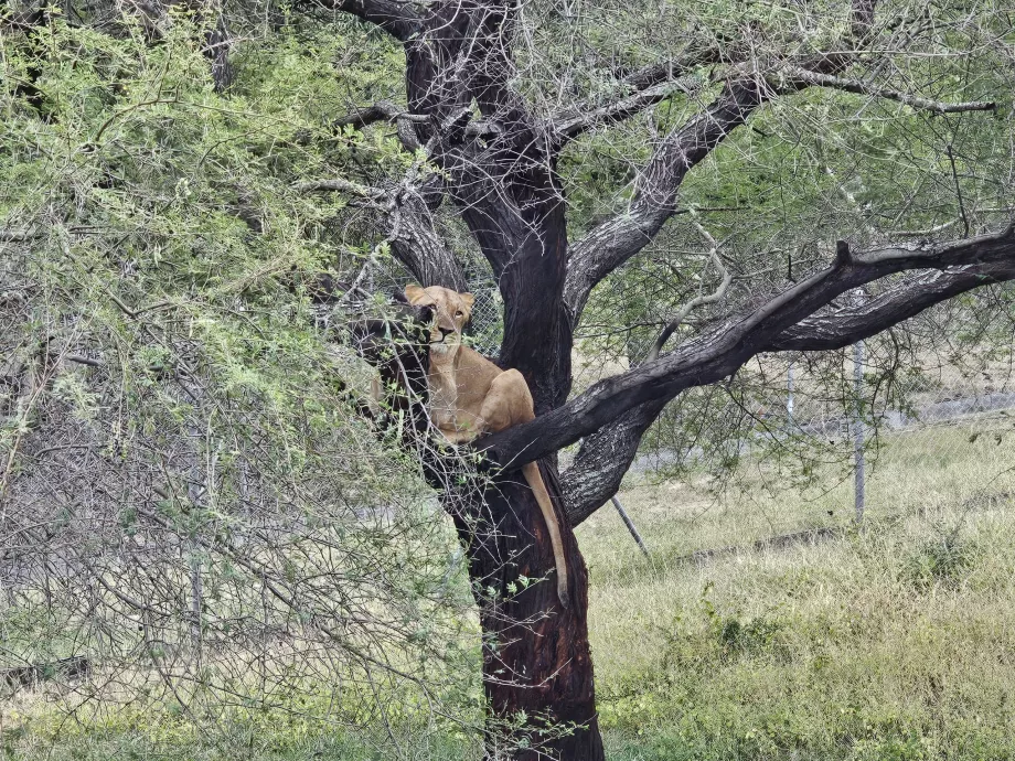 Casela Hayvanat Bahçesindeki Dişi Aslanlar