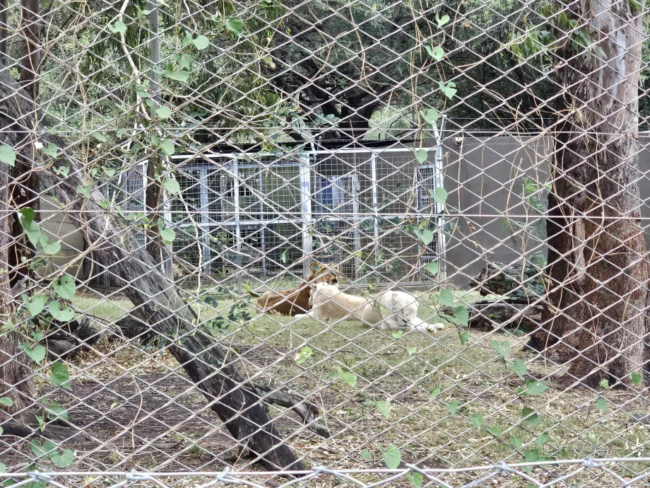 Casela Hayvanat Bahçesi'nde Aslanlar