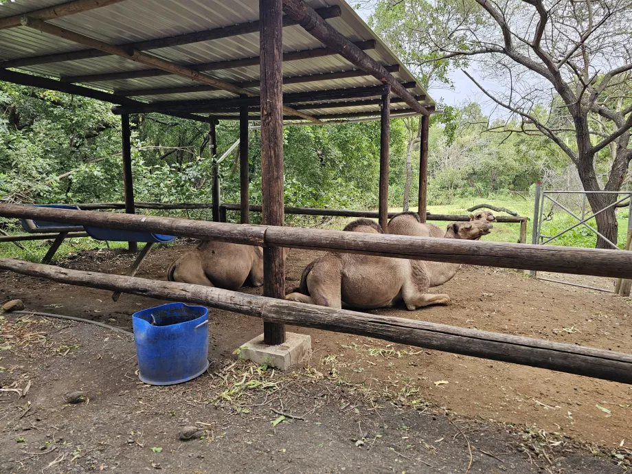 Casela Hayvanat Bahçesi'nde Develer