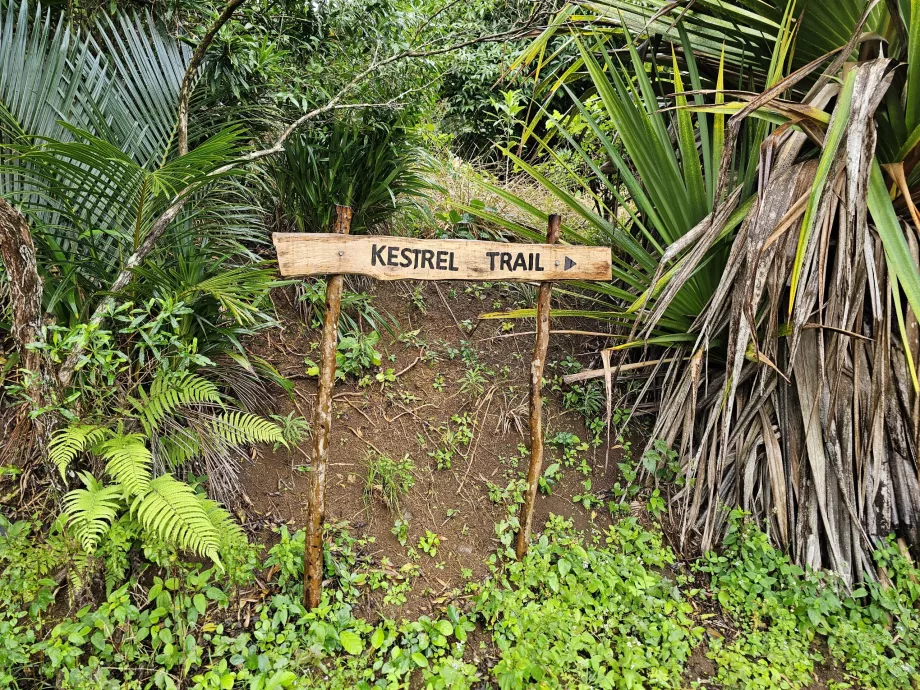 Abanoz Ormanı'ndaki patika işaretleri