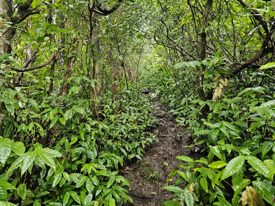 Piton du Canot, ormanın içinden geçen patika