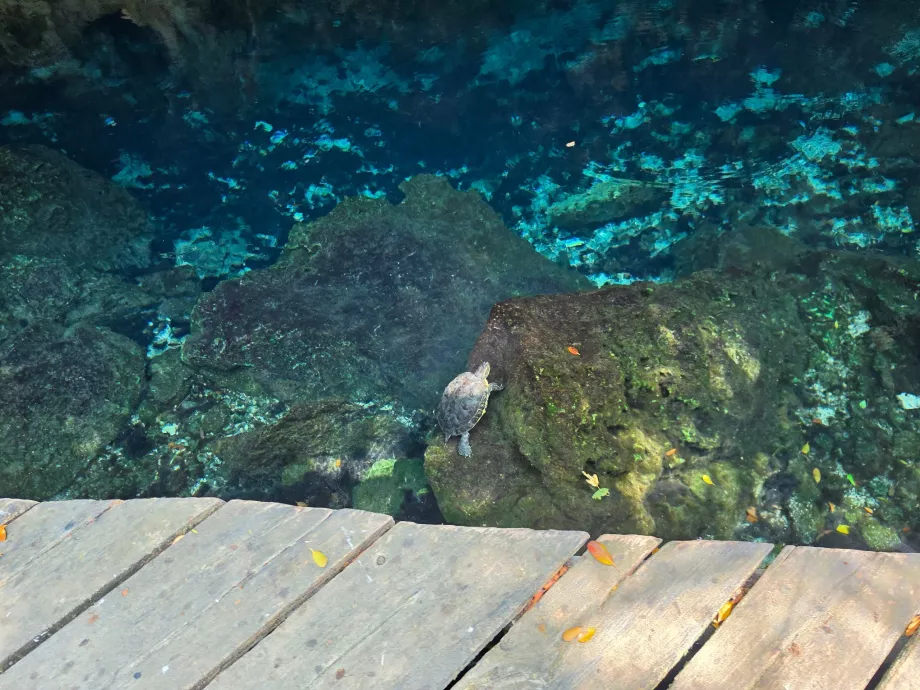 Gran Cenote'deki kaplumbağalar