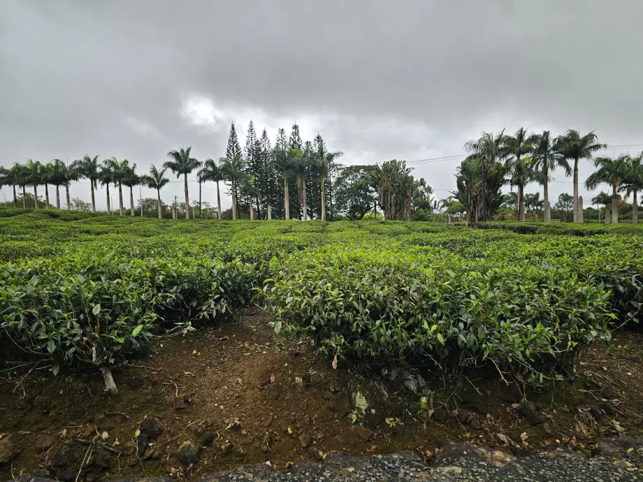 Çay plantasyonu Bois Cheri