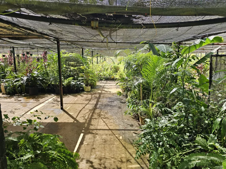 Saint Aubin, vanilya plantasyonu