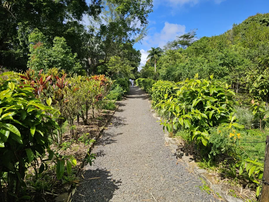 Saint Aubin, botanik bahçesi